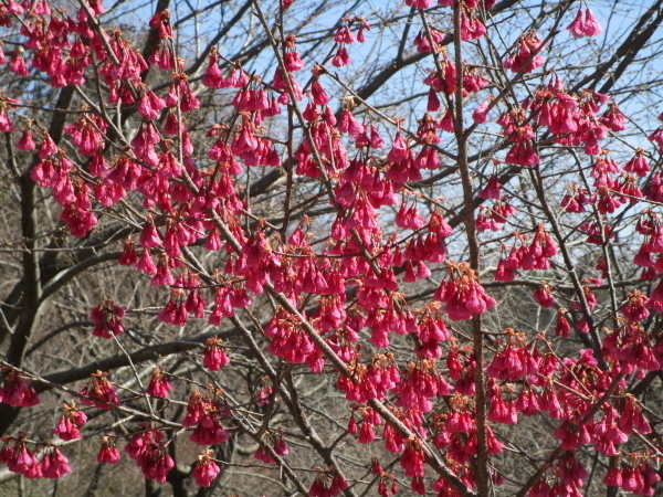 ３月７日 東山植物園 桜 桃 梅 こっき ず旅日記